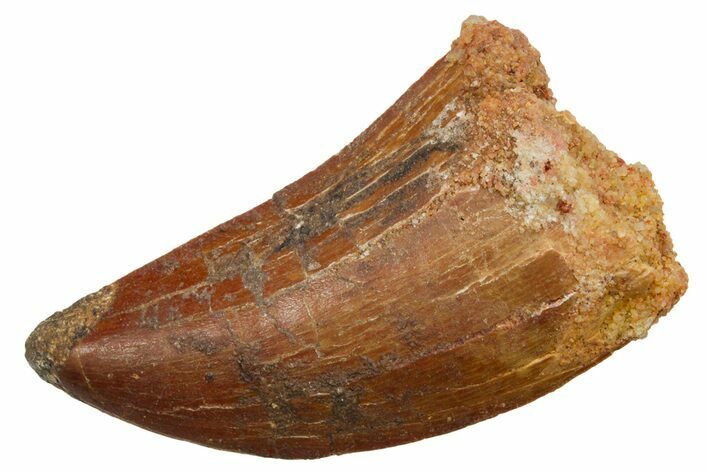 Serrated Carcharodontosaurus Tooth - Real Dinosaur Tooth #351644